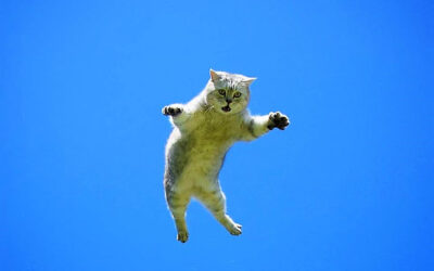 Een kat in het nauw maakt rare sprongen