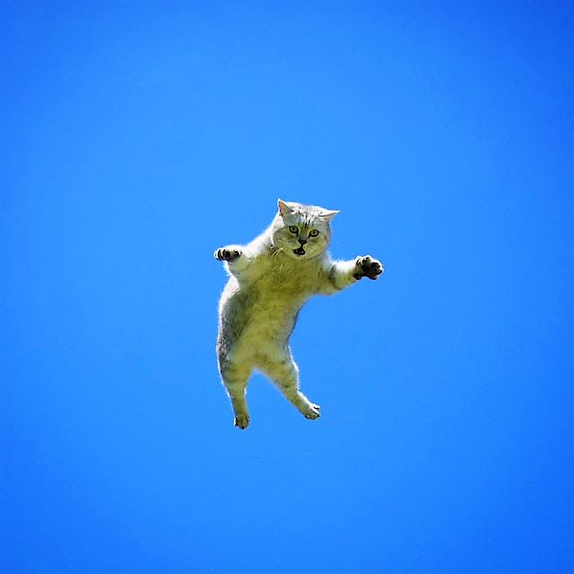 Een kat in het nauw maakt rare sprongen